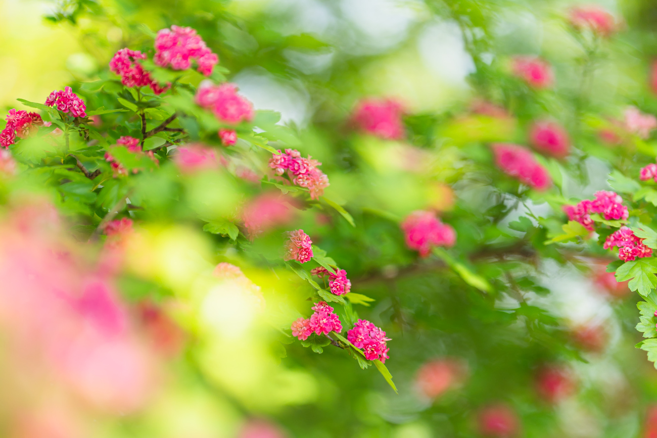 メイフラワーの咲く五月に - 光と風と薔薇と
