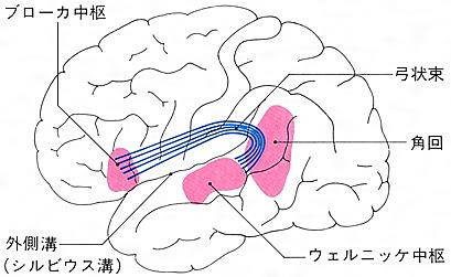 ウェルニッケ失語とは サイエンスの人気 最新記事を集めました はてな