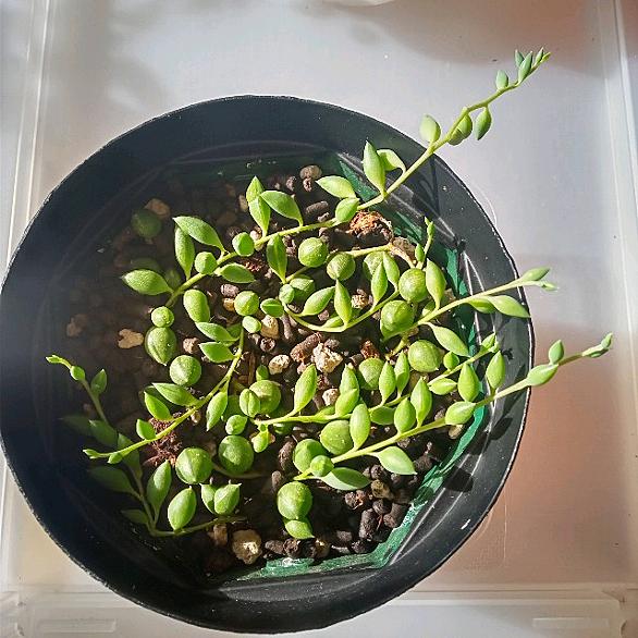 グリーンネックレスとは 動植物の人気 最新記事を集めました はてな グリーンネックレスとは 動植物の人気 最新記事を集めました はてな