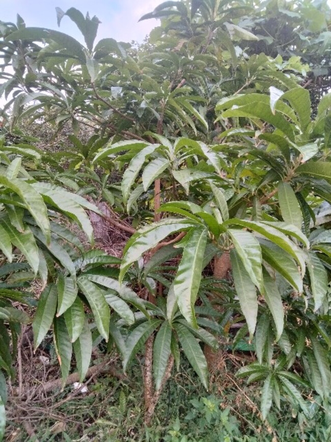 マンゴーかと思って育てていたらカニステルという謎フルーツだった件