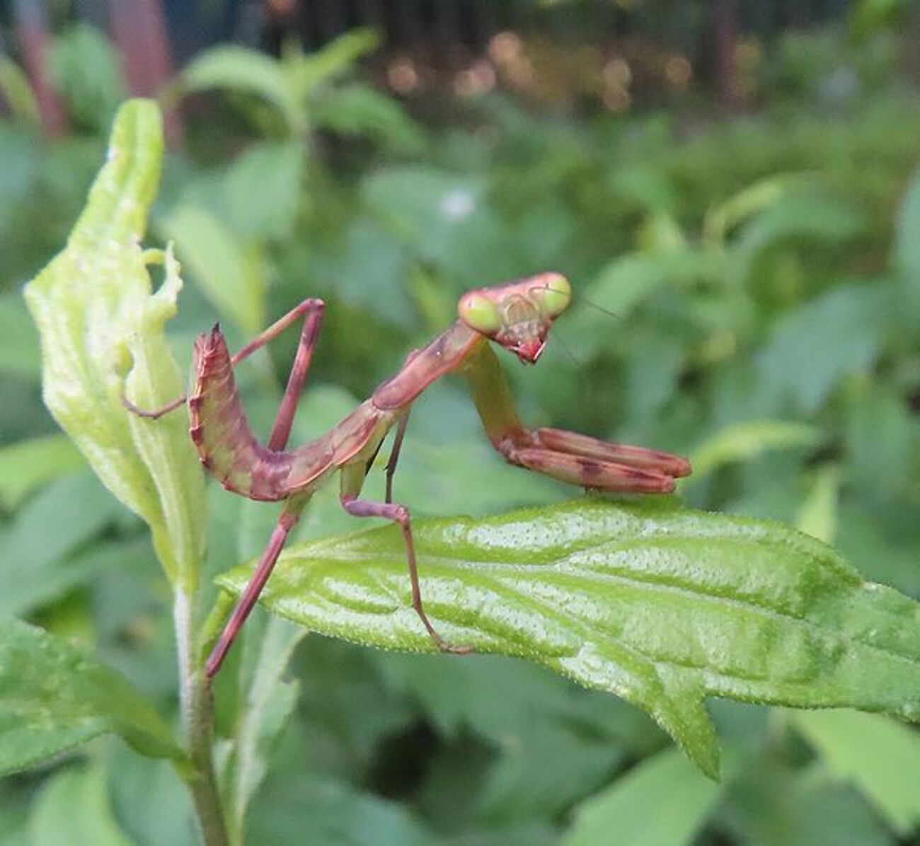 まだら模様した子カマキリ - 善福寺公園めぐり