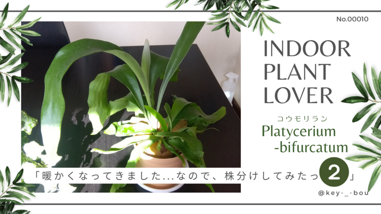 初心者ですが、コウモリラン（＝ビカクシダ）の株分けを試みてみた 