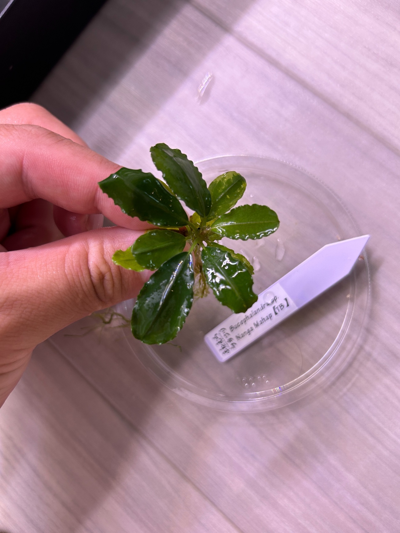 Bucephalandra sp. \"Nanga mahap\"【TB】 Bucephalandra sp. Nanga Mahap Kab.Sanggau Order at ⁕ Mobids