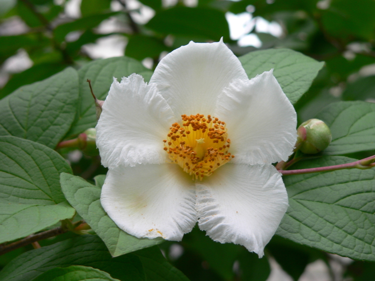 夏の花：ナツツバキ（夏椿） - 毎日が花びより