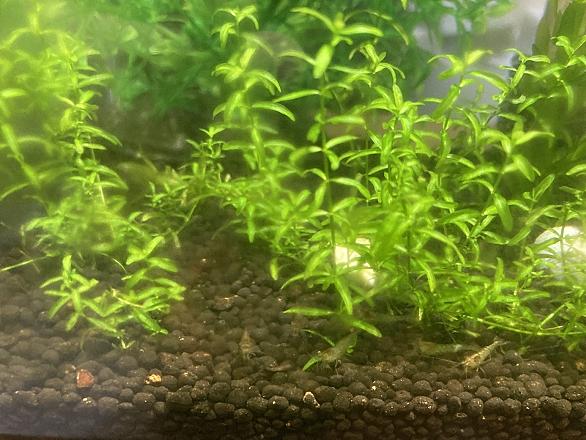 ミナミヌマエビとは 動植物の人気 最新記事を集めました はてな