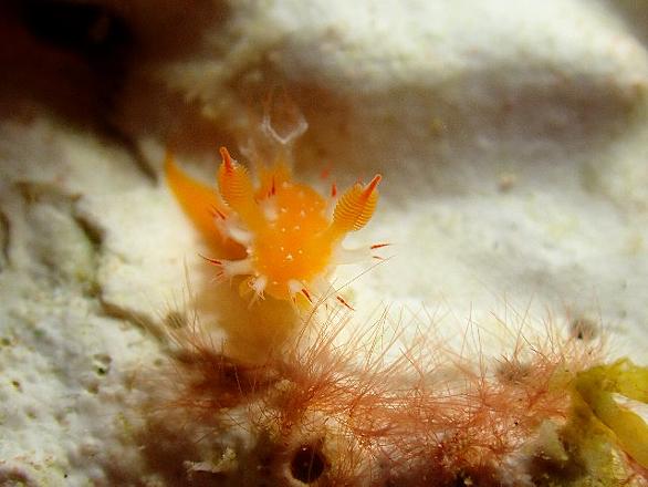 モヨウフグとは 動植物の人気 最新記事を集めました はてな