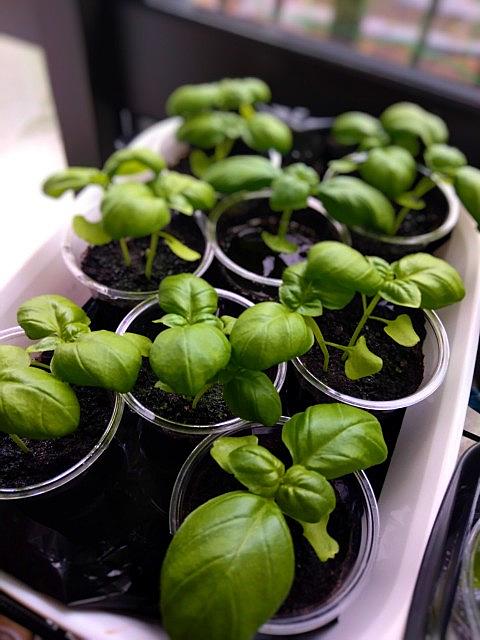 間引きとは 一般の人気 最新記事を集めました はてな