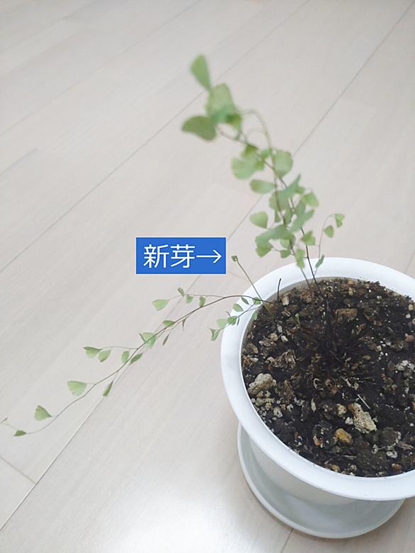 アジアンタムとは 動植物の人気 最新記事を集めました はてな