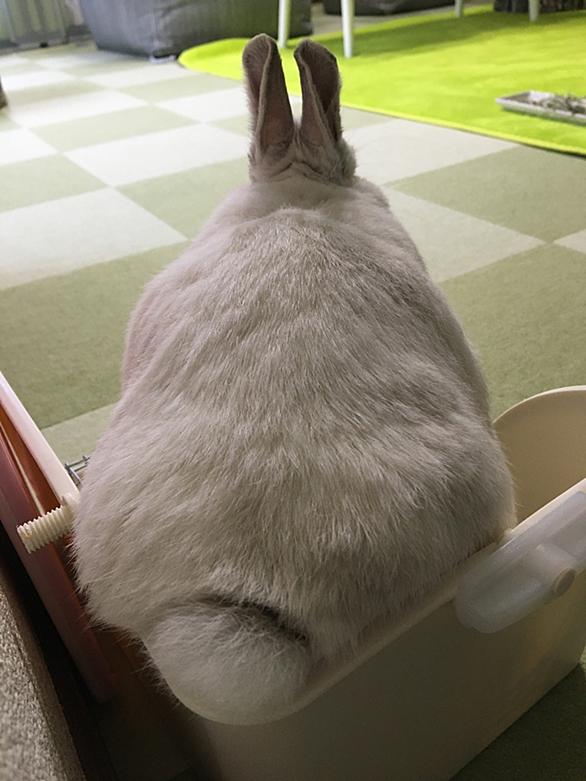 うさぎのトイレとは 人気 最新記事を集めました はてな