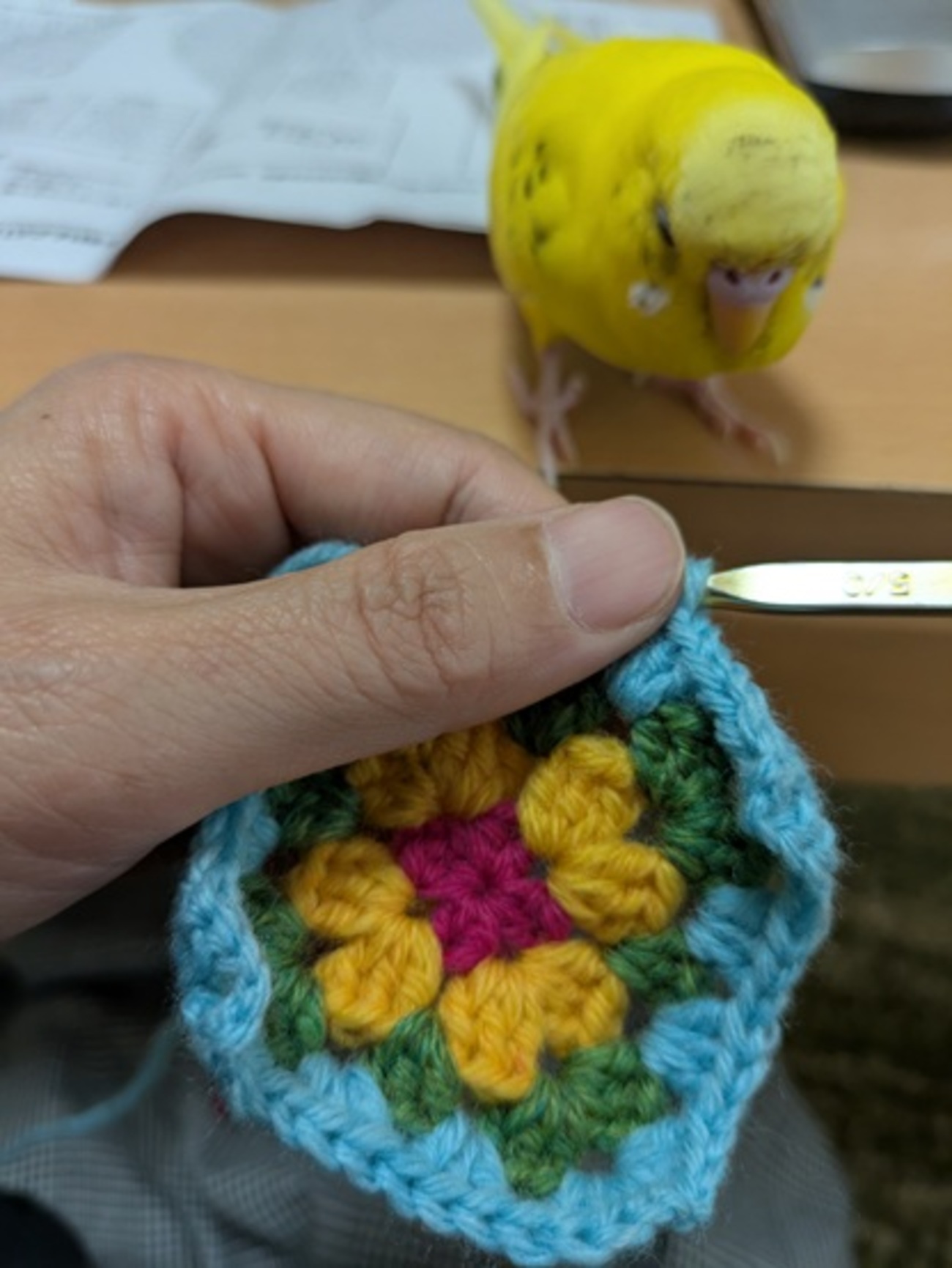 おじゃま鳥再び - インコ日和