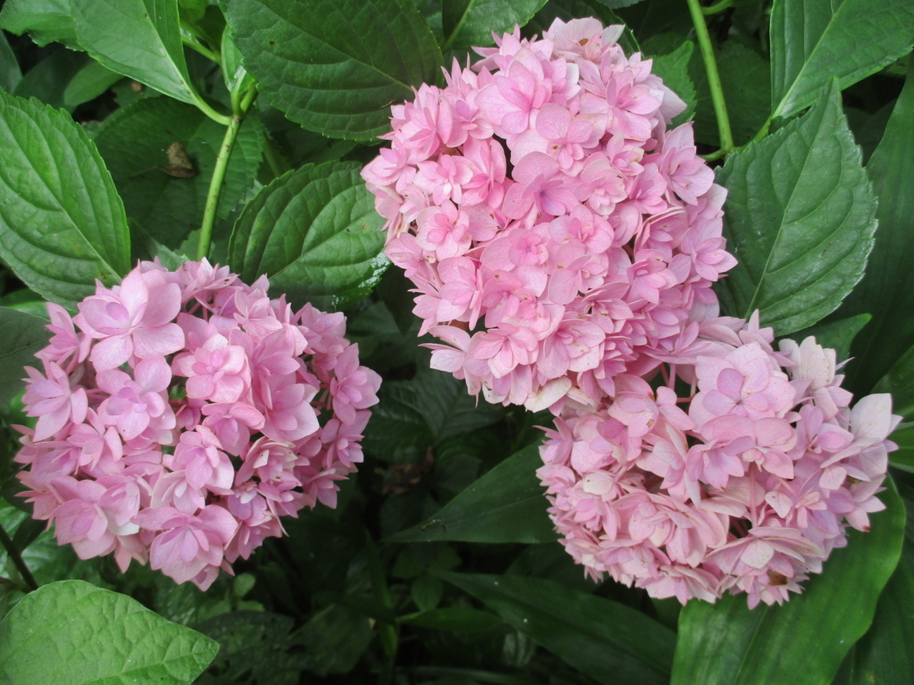 夏の花 3 アジサイ - まつこの庭