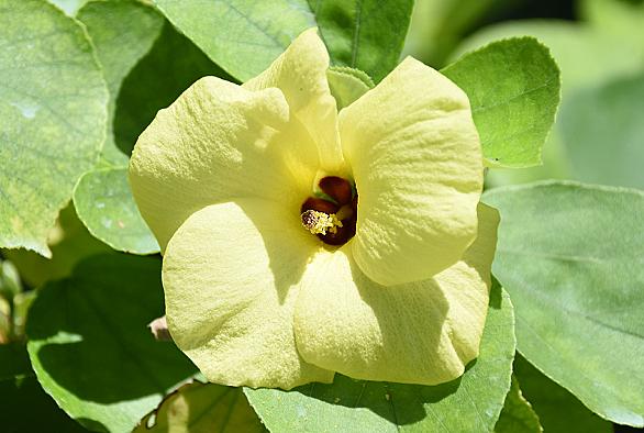 塩生植物とは 動植物の人気 最新記事を集めました はてな 塩生植物とは 動植物の人気 最新記事を集めました はてな