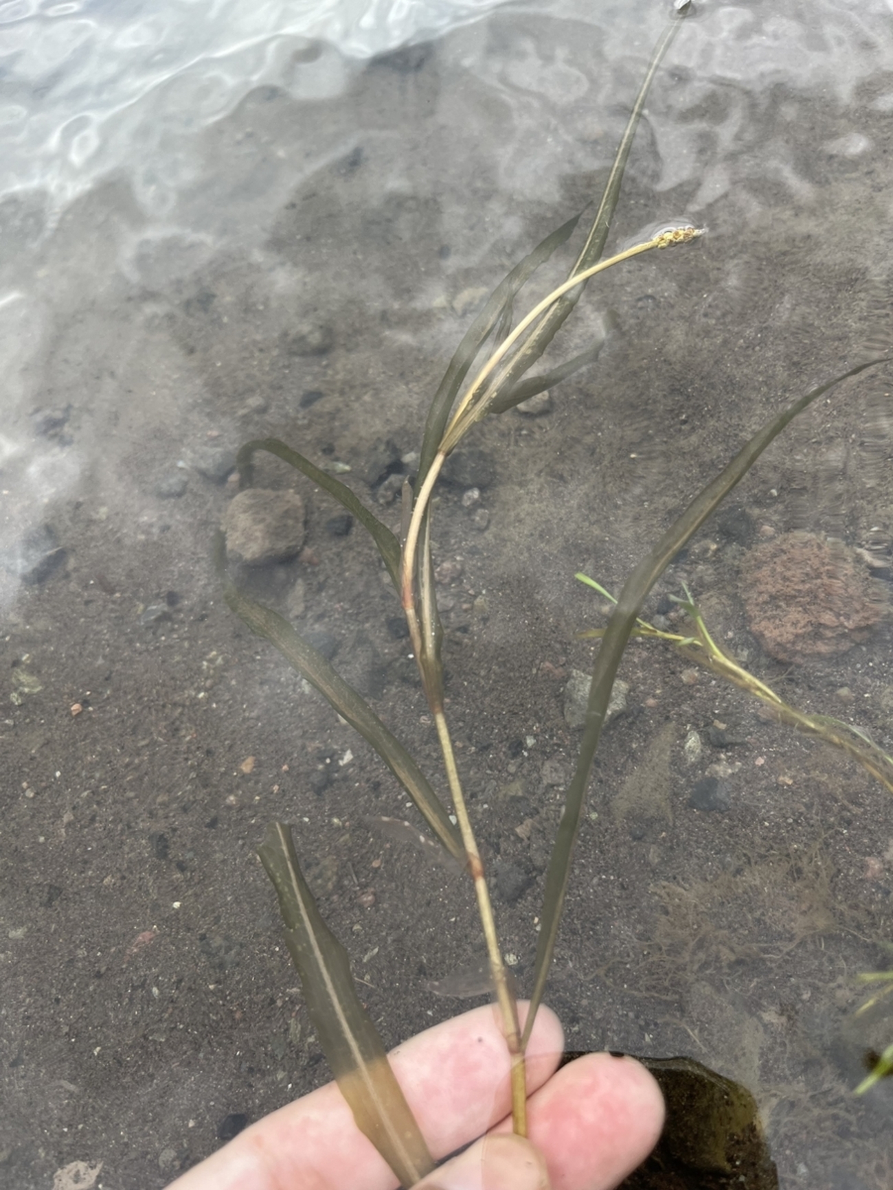 backend=imagemagick;version=1;