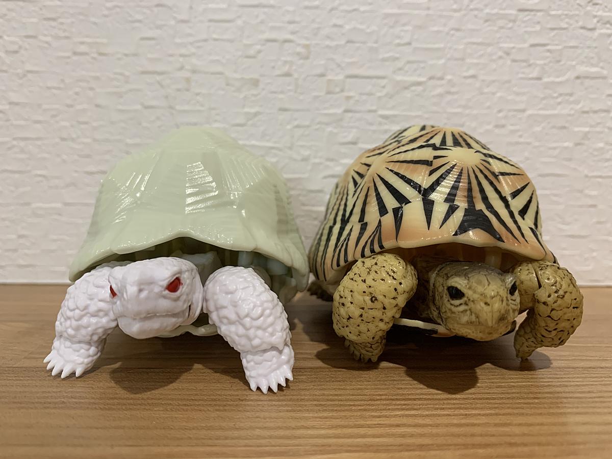 旦那 爬虫類飼うってよ