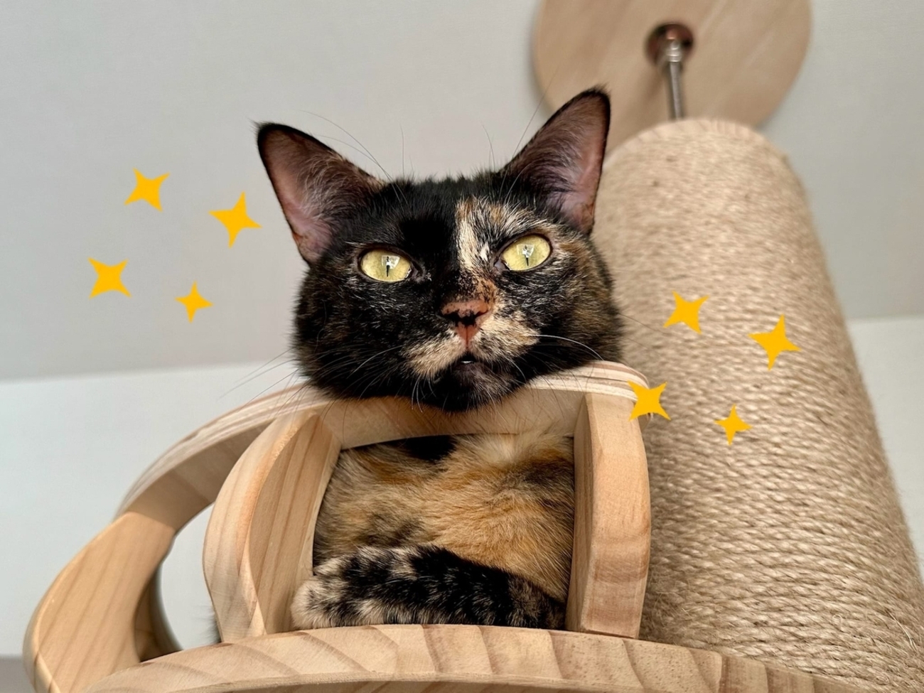 最近猫さんをお迎えした友人に驚かれた猫豆知識3つ。 - るるもな。