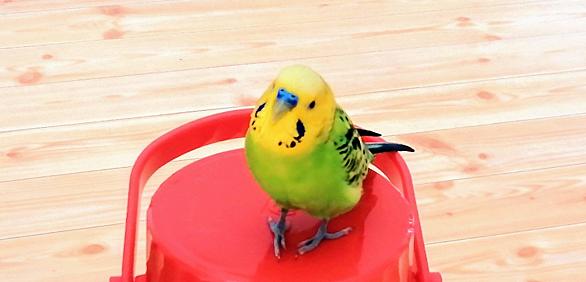 幸せの青い鳥とは 人気 最新記事を集めました はてな 幸せの青い鳥とは 人気 最新記事を集めました はてな