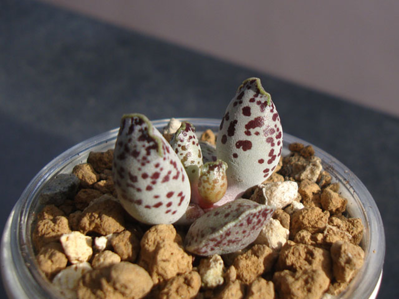 backend=imagemagick;version=1;