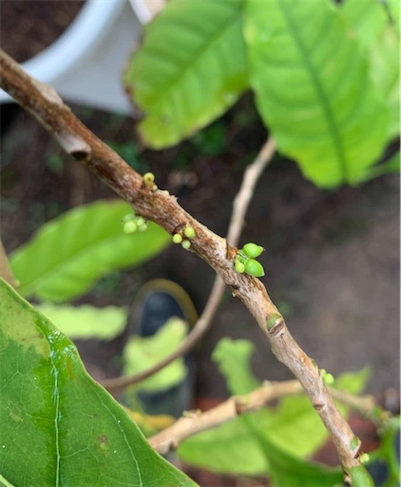 アビウ 第2号 - ビバ熱帯果実 in 油山