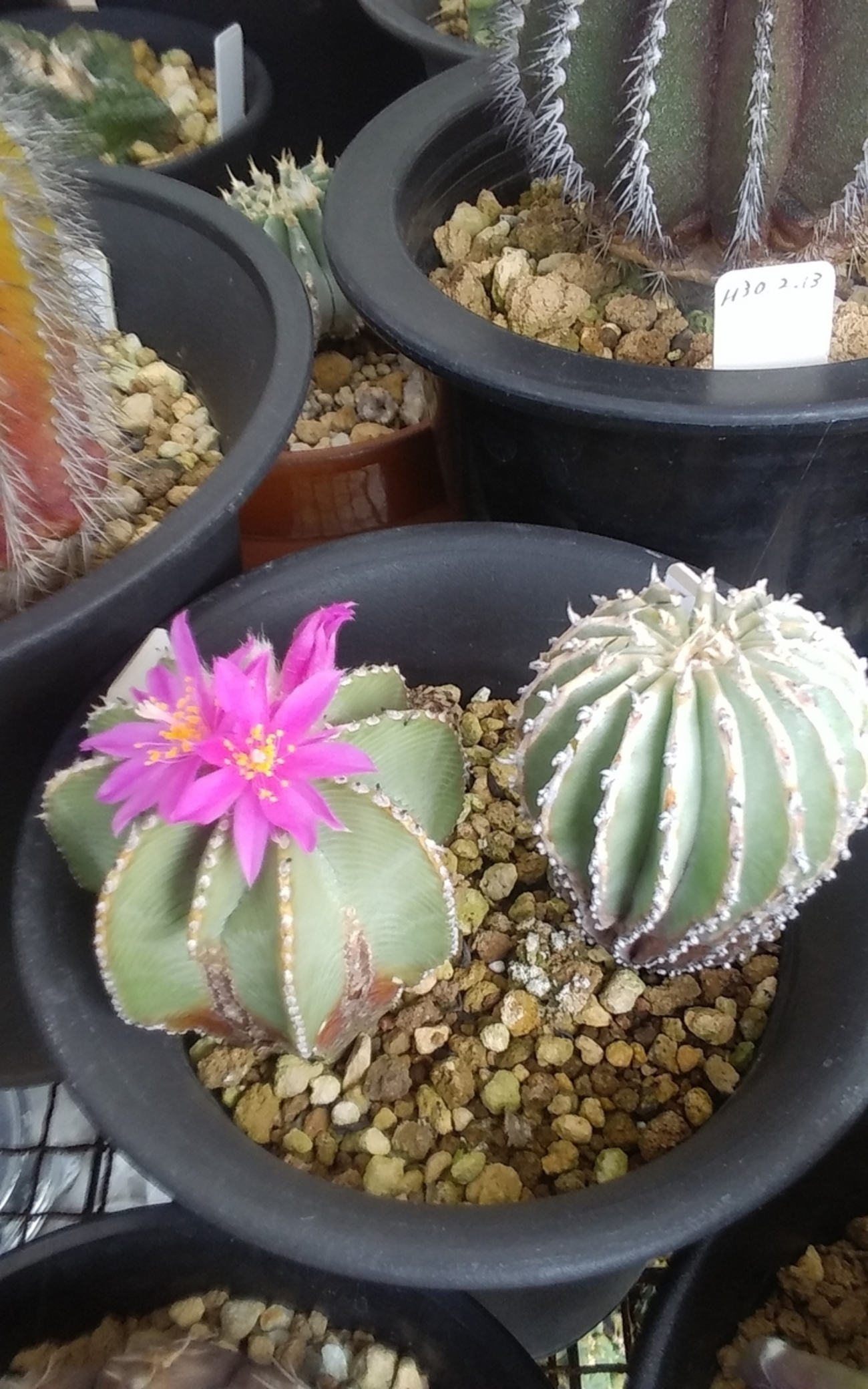 Ramat Planter #238 × アズテキウム ヒントニー 花籠 紅籠 Ramat Planter #238 × アズテキウム ヒントニー 花籠 紅籠
