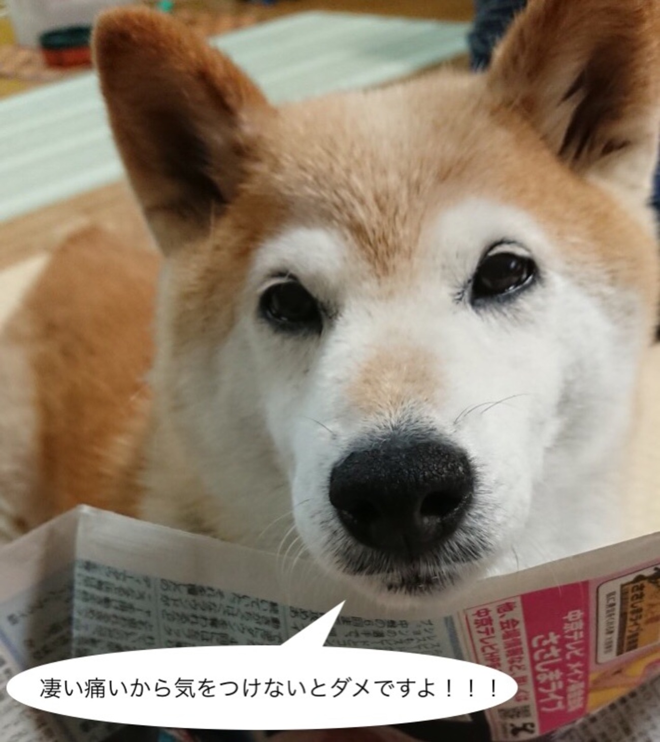 4-201 柿とイラガ - 何気ない日々の生活に保育のヒントを見つけたい！