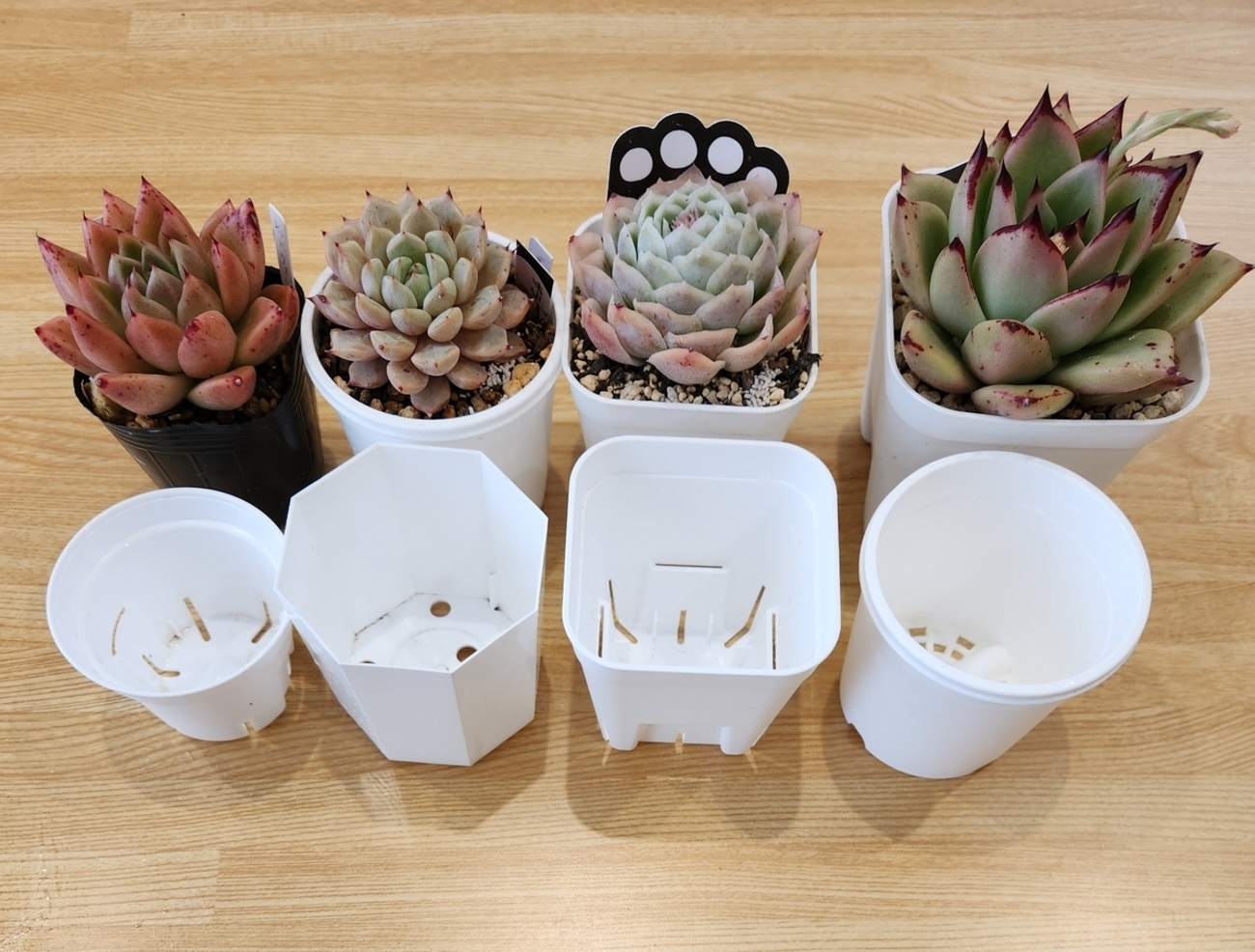 backend=imagemagick;version=1;