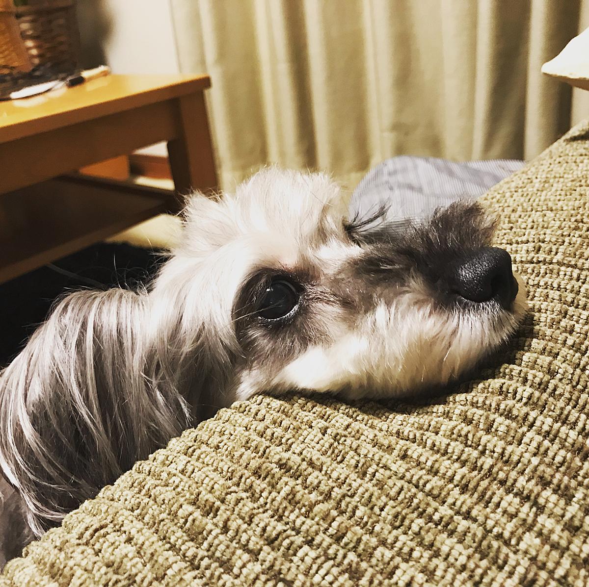 ポポの犬ログ