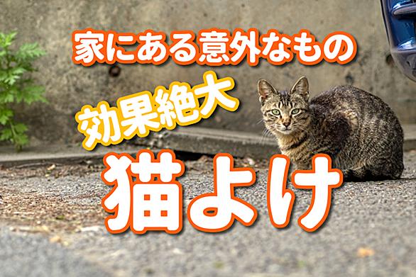 ヘンルーダとは 動植物の人気 最新記事を集めました はてな ヘンルーダとは 動植物の人気 最新記事を集めました はてな