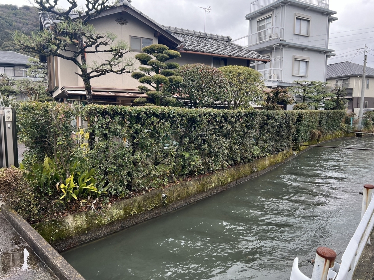 ウバメガシの強剪定効果 - 春田造園の日常