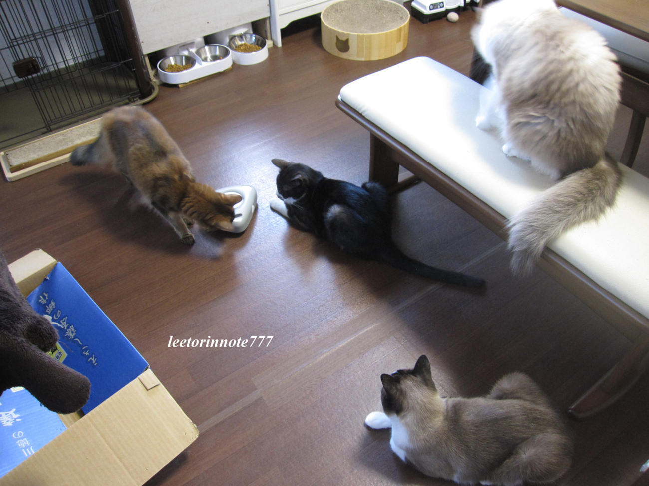 猫日記と主のつぶやき　久しぶりに - リートリンの覚書