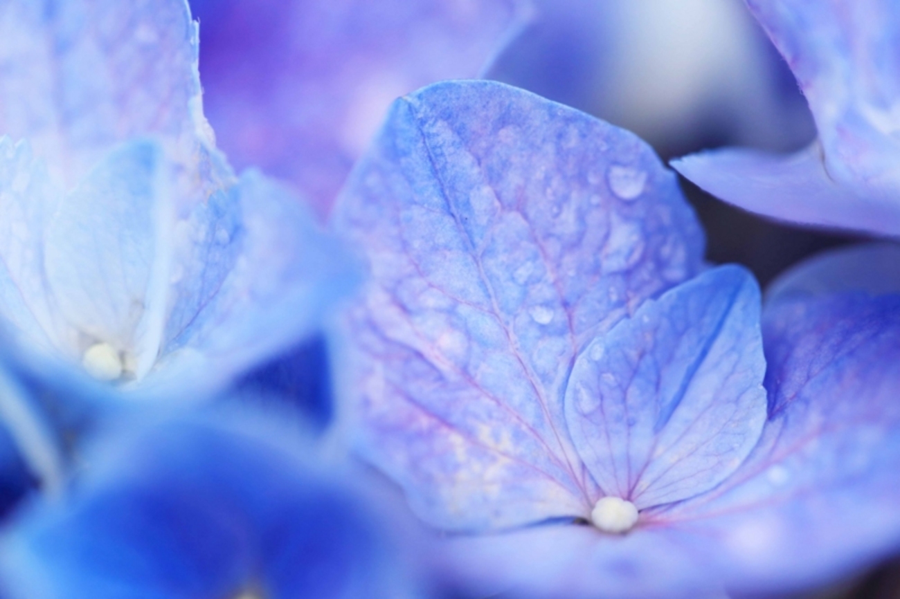 ヤトッチ　紫陽花の花びら 紫陽花】 咲き始めの 「はじめまして」 という感じが、 愛おしい
