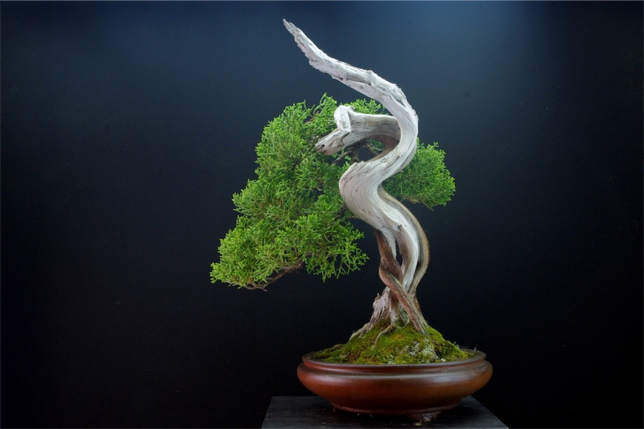 真柏の話（糸魚川シンパク特集） - BONSAI-LABO（盆栽ラボ）凜 係の者 