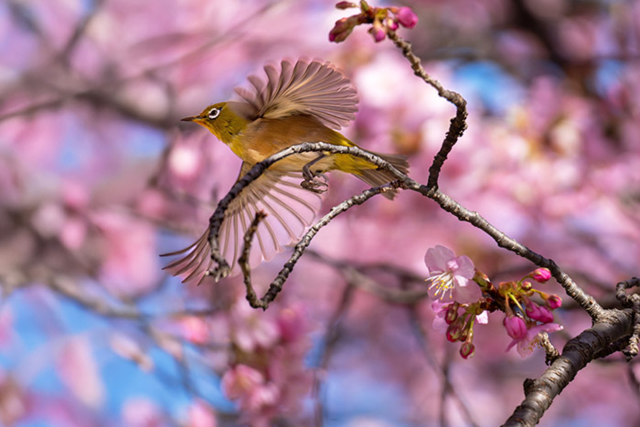 backend=imagemagick;version=1;