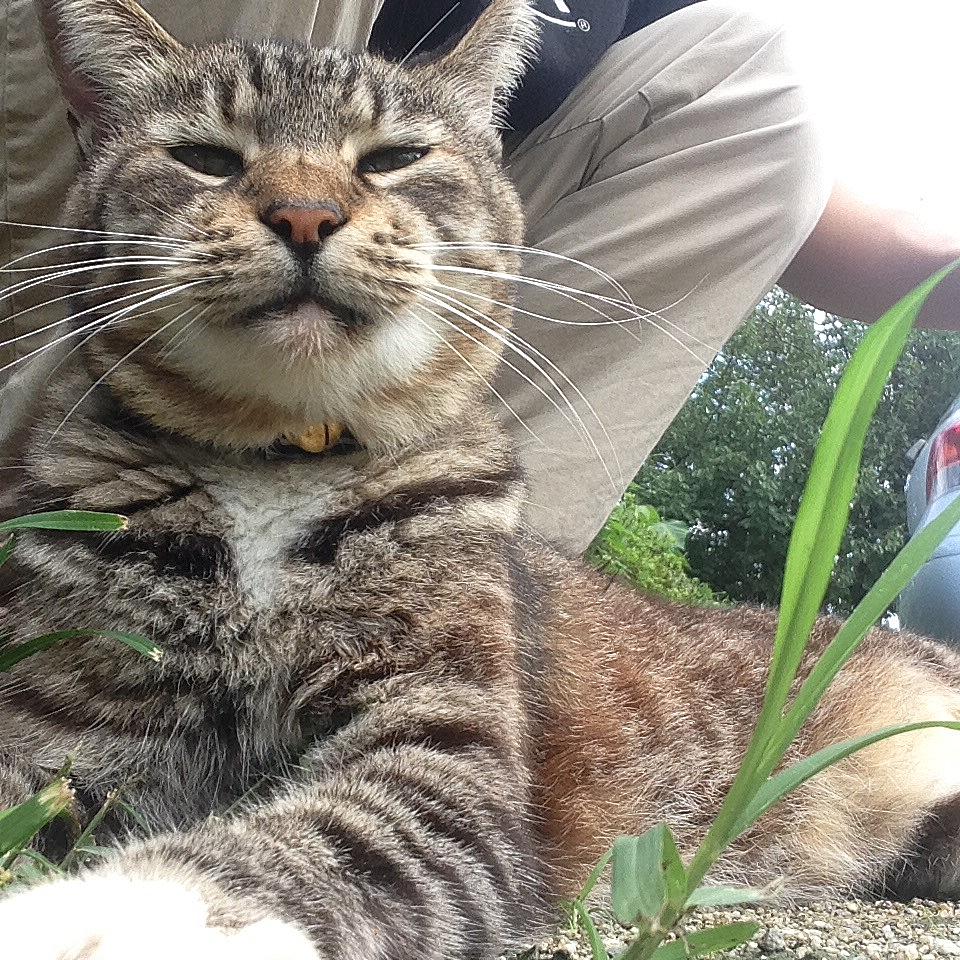 猫次郎ブログ