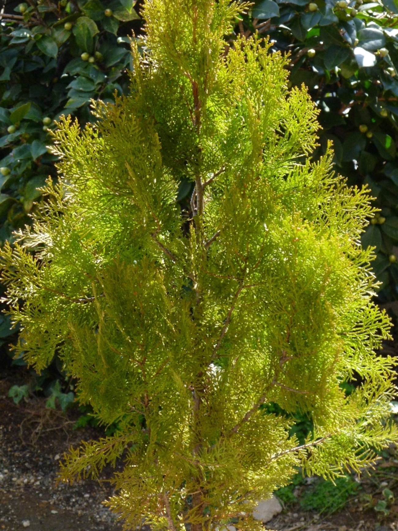 エレガンテシマの葉色 復活 - 新・ぼちぼち植物などを