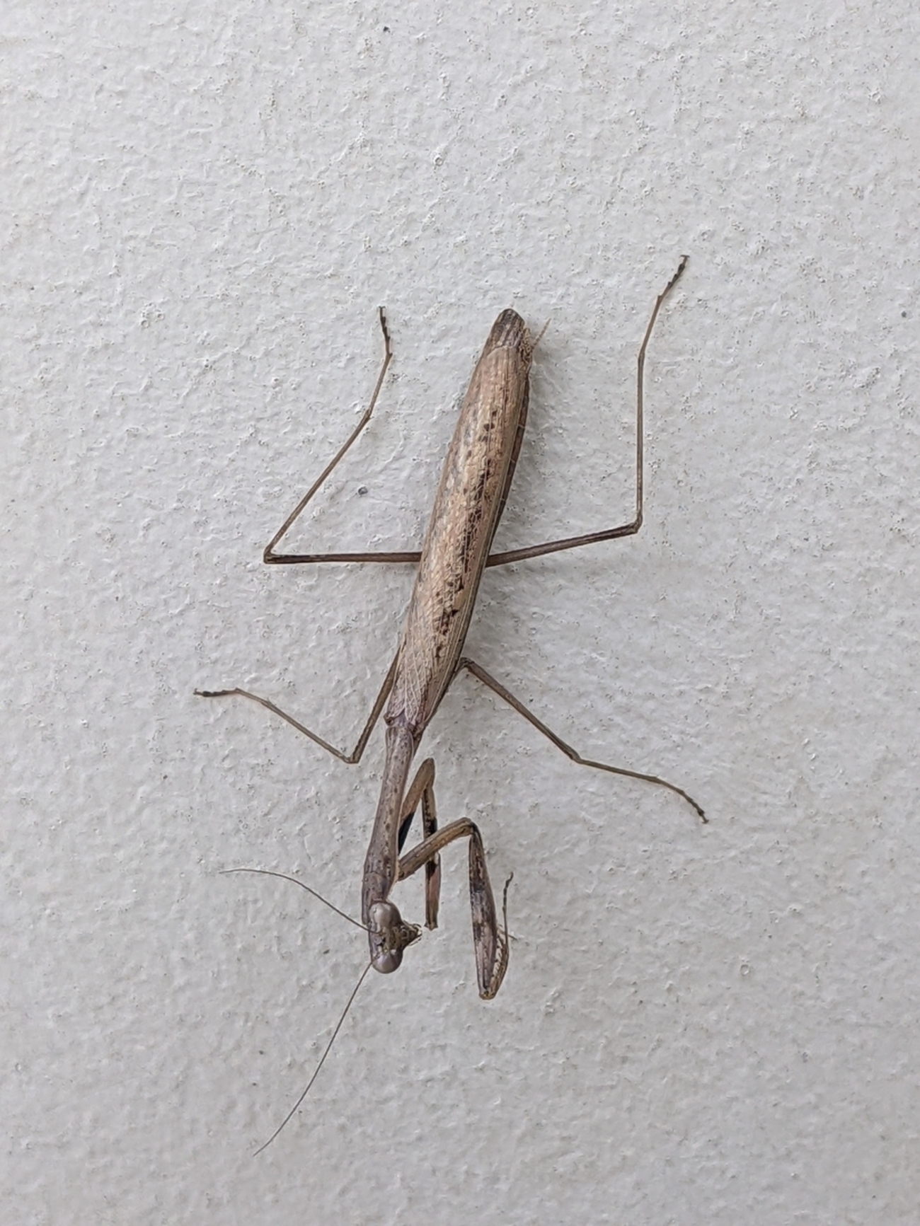 学生生活の記憶（1131）：コカマキリ（小鎌切、小蟷螂）-Statilia maculata- - sandasatoyamacamのブログ