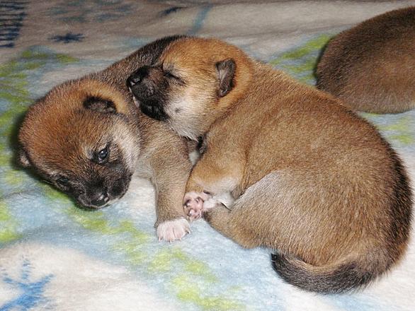犬団子とは 人気 最新記事を集めました はてな