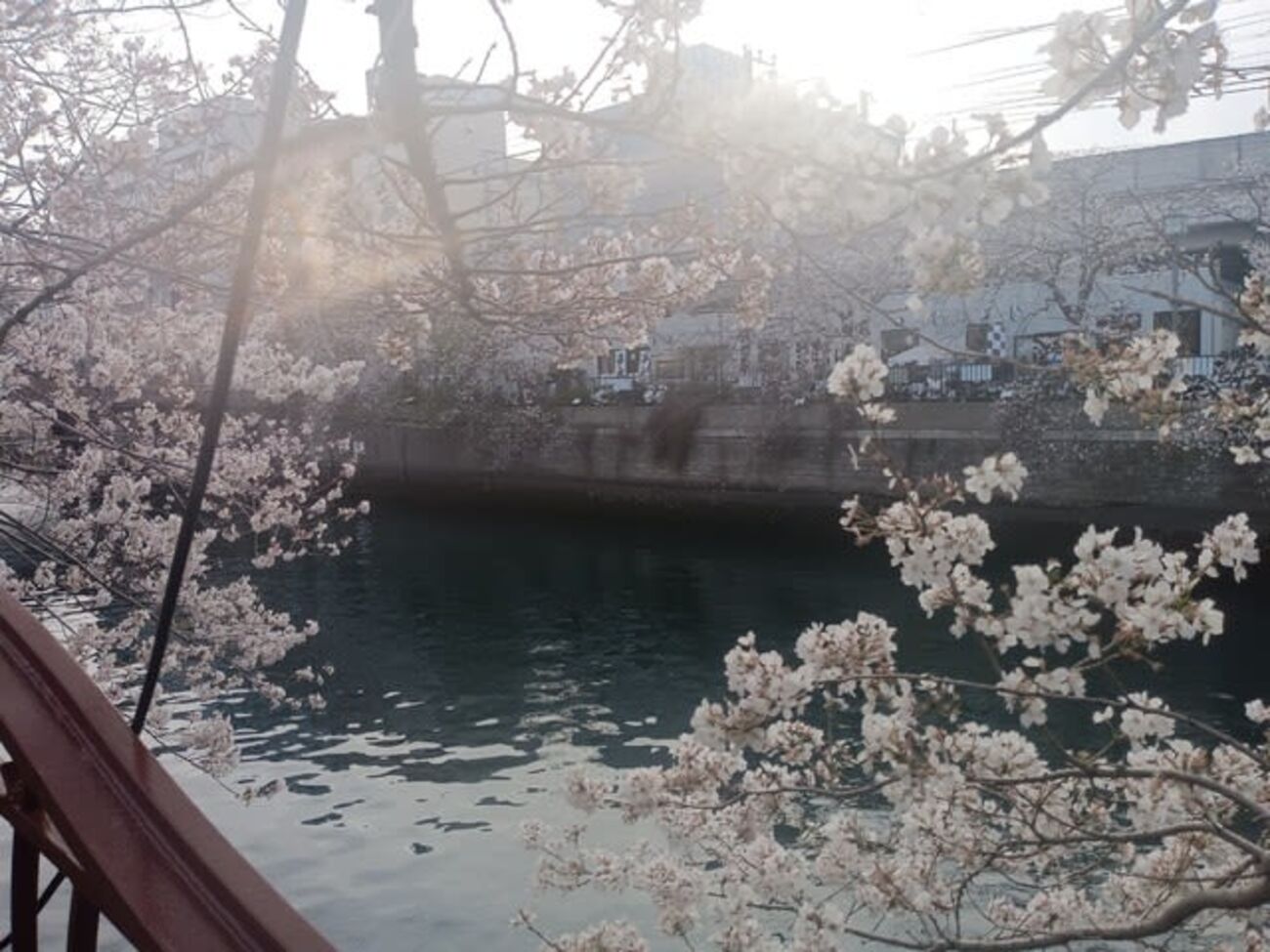 横浜大岡川桜まつり→三陽→宝→串揚げ北村→ゴールデンもつ - 岩上智一郎の部屋