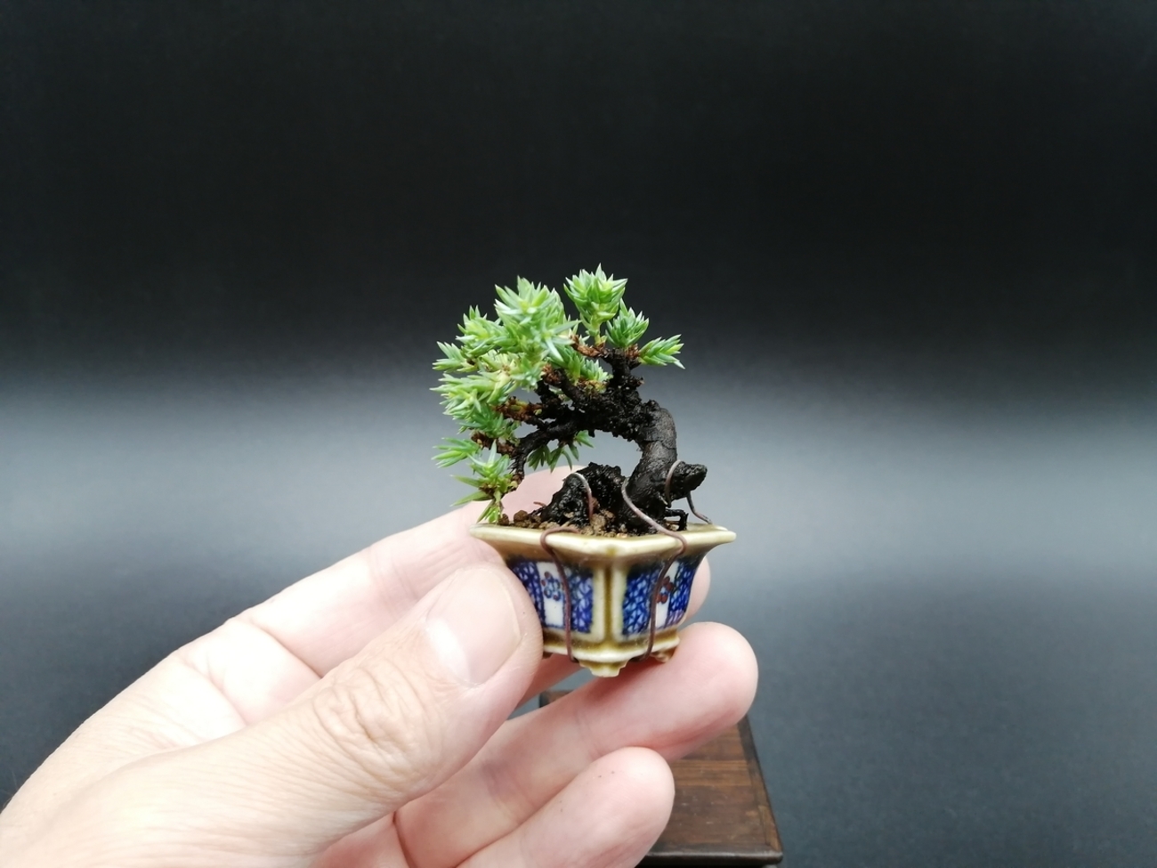 □ソナレ Creeping Juniper - 東京盆栽日記～はさみ作りと豆盆栽～