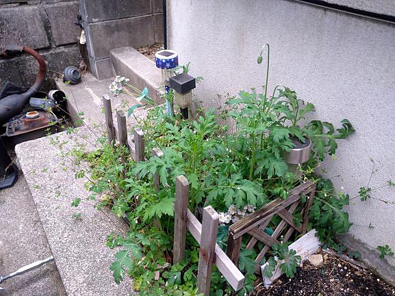 ホトケノザとは 動植物の人気 最新記事を集めました はてな