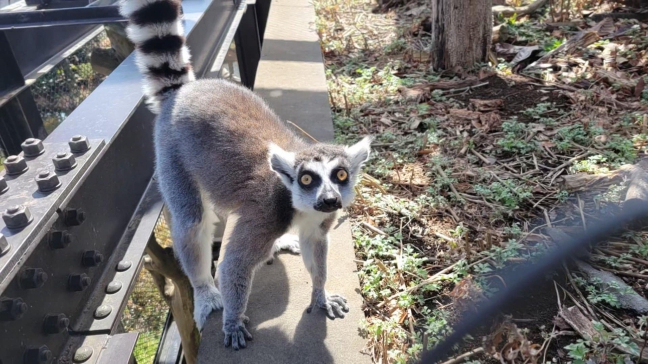 ワオキツネザルのアイ - 日立市かみね動物園公式ブログ