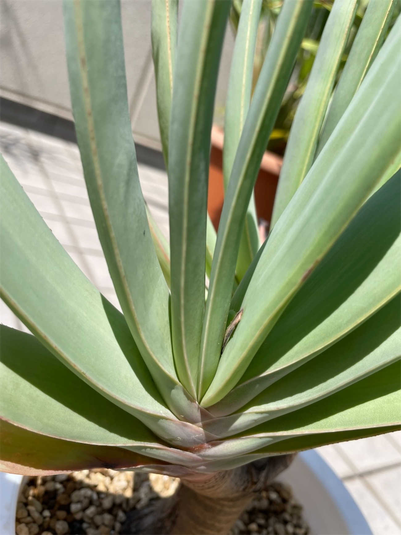 アロエプリカティリス植替え - もらとりあむ