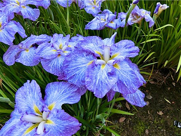 花しょうぶとは 人気 最新記事を集めました はてな