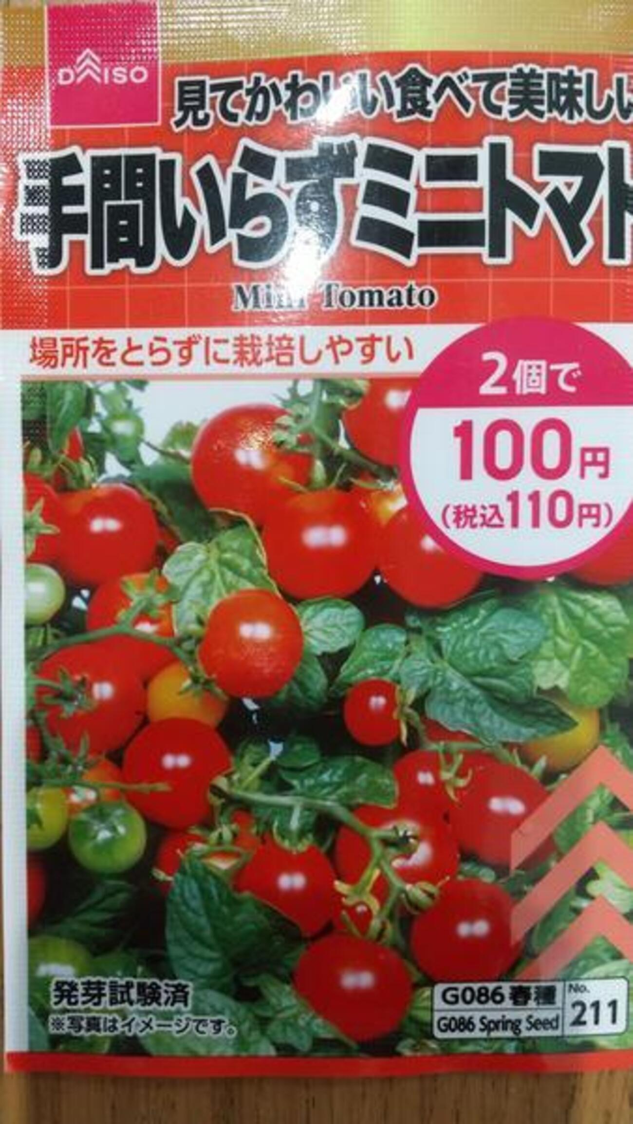 ダイソーの「手間いらずミニトマト」を育ててみた！品種・特徴と栽培 
