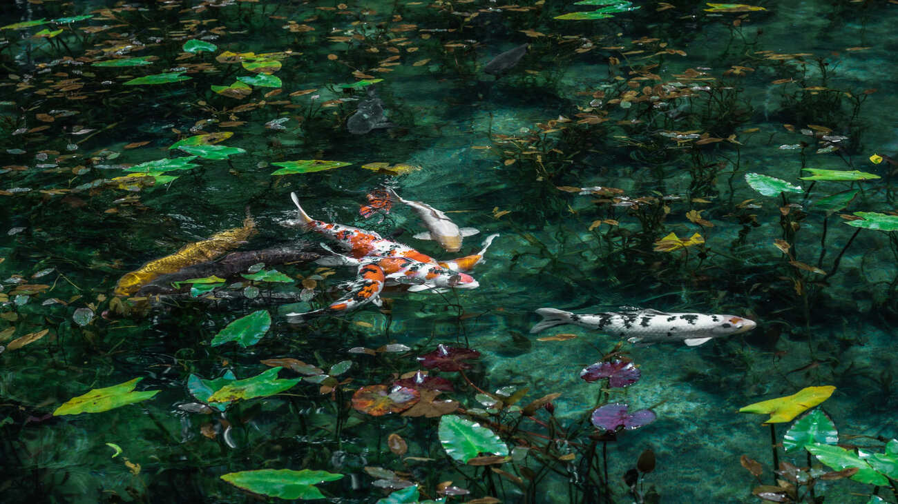 モネの池」撮影ガイド – 地元フォトグラファーが教える時間帯や