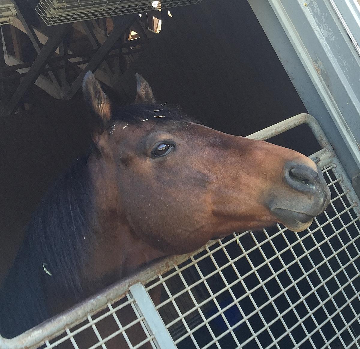 ライターガルのお金を賭けずに楽しむ競馬ブログ