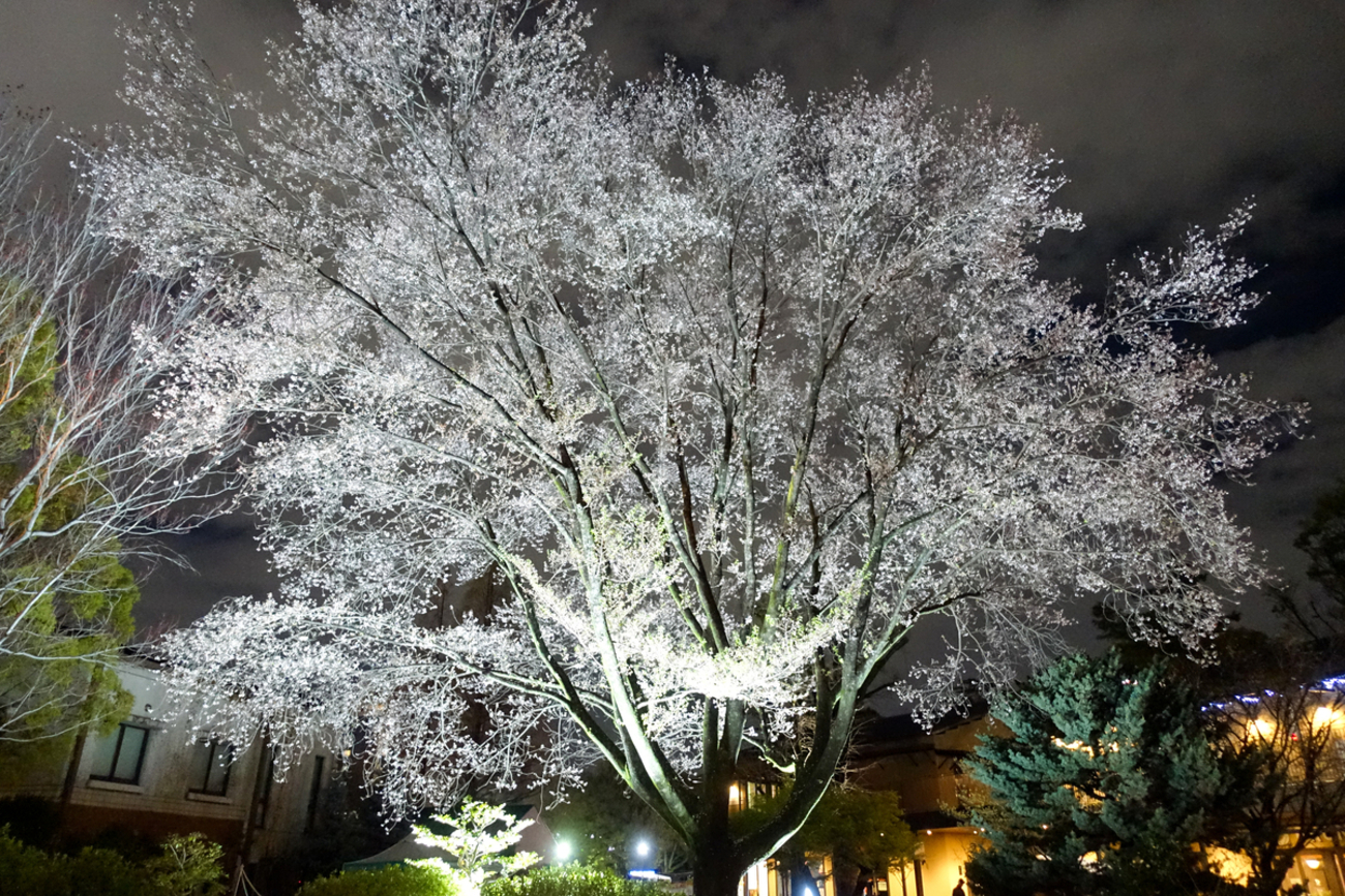 3/31 かなり遅い時間の鶴舞公園 桜まつり、雨上がりの夜桜散歩。お花見