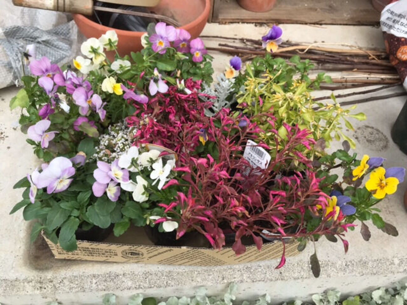 失敗したかも？冬の寄せ植え - ちょっと曲がった家