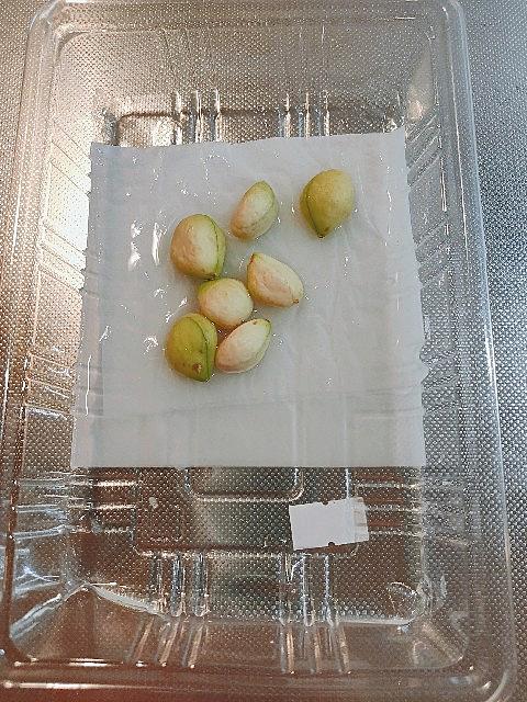 びわとは 動植物の人気 最新記事を集めました はてな びわとは 動植物の人気 最新記事を集めました はてな