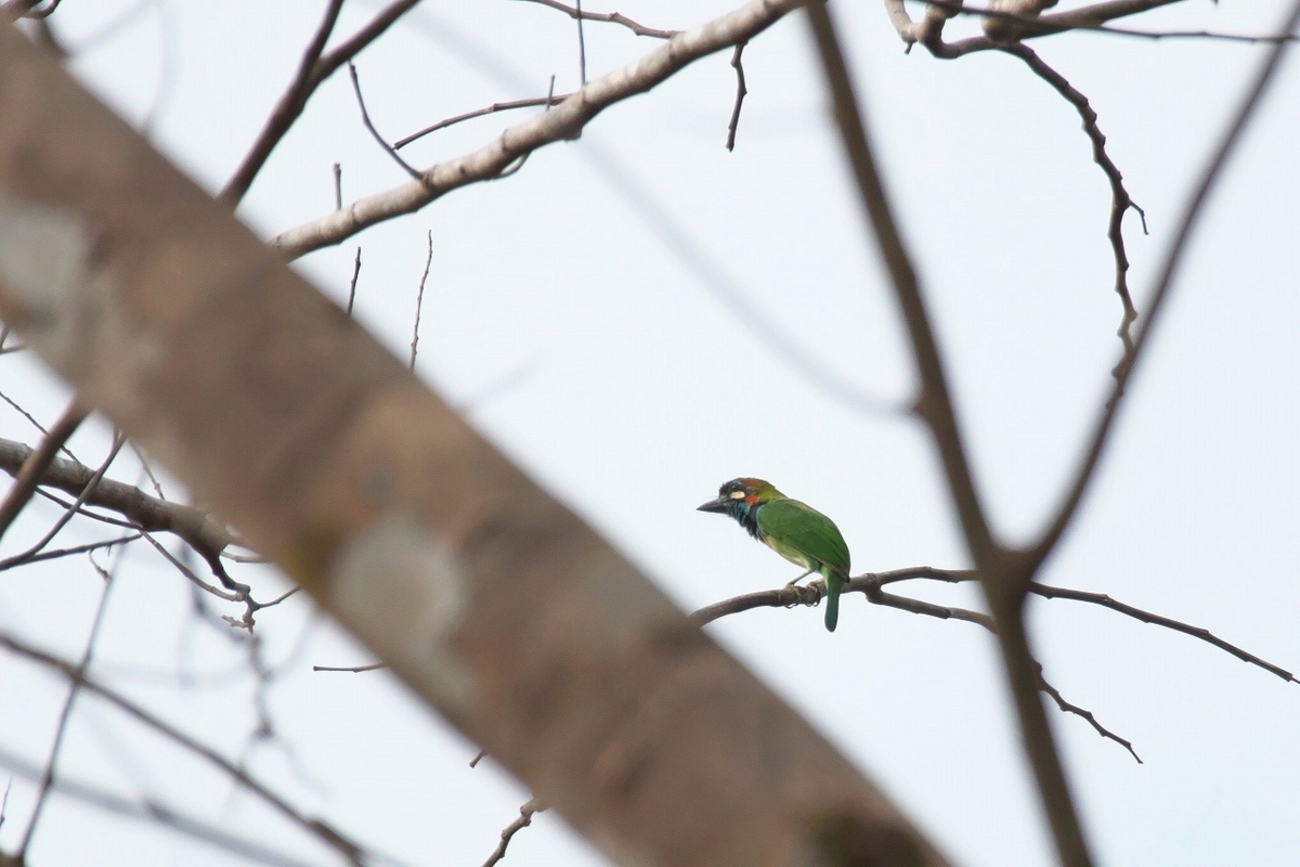 【鳥剥製】アオミミゴシキドリ yellow-eared barbet 標本 鳥剥製】アオミミゴシキドリ yellow-eared barbet 標本 - メルカリ