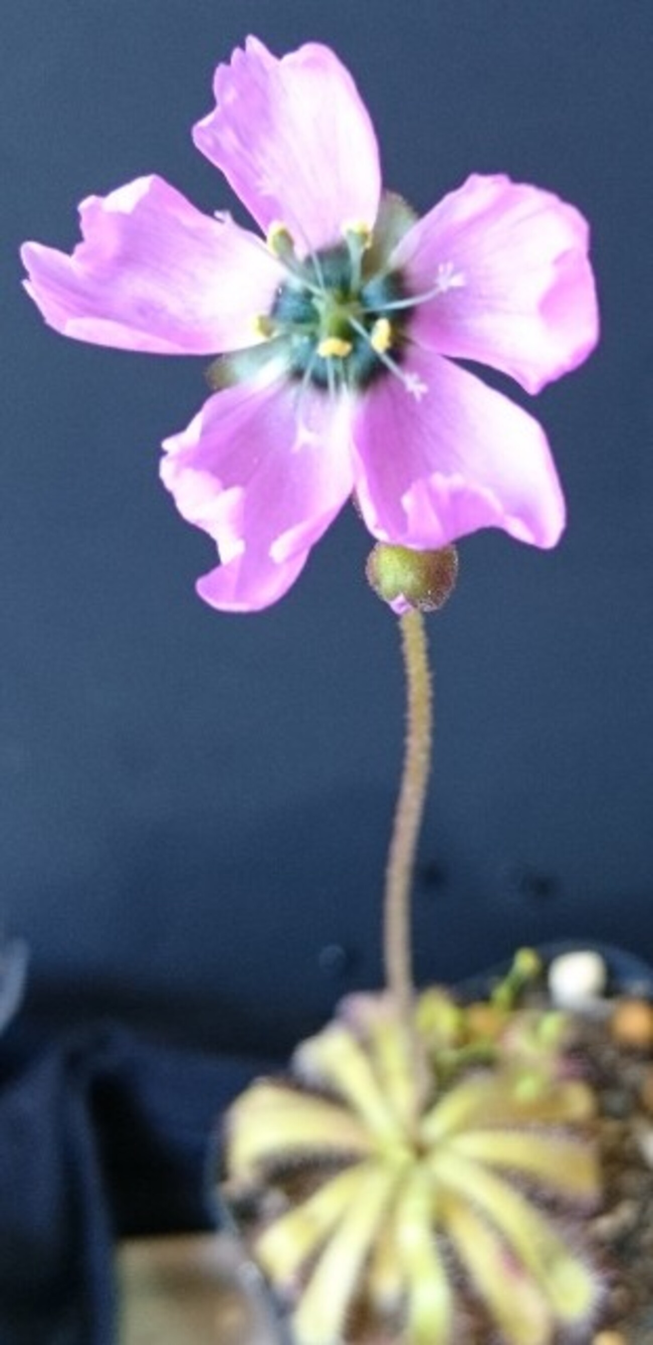 Drosera pauciflora 'giant flower' x cistiflora - MAD GRDEN'S LAB